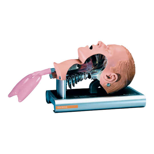 Modèle de formation à l'intubation de la trachée pour nouveau-né, soins  buccaux et nasaux pour bébés, mannequin d'anatomie humaine, modèle médical